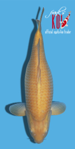 58